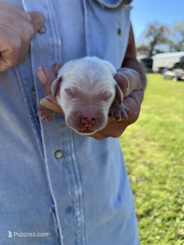 Barney – Goldendoodle puppy for sale in Hattieville, AR