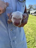 Barney, a male Goldendoodle for sale in Hattieville, AR – Photo 1 of 2