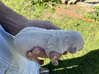 Barney, a male Goldendoodle for sale in Hattieville, AR – Photo 2 of 2