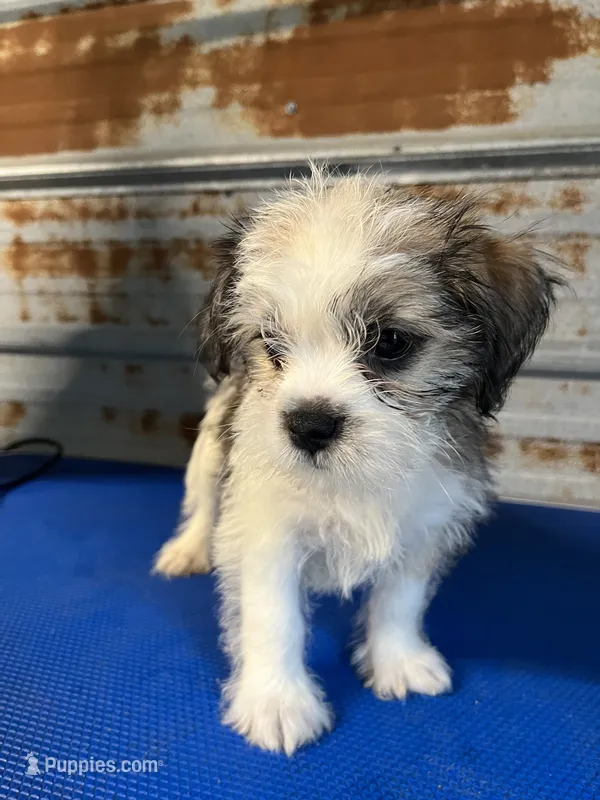 Mo – Shorkie puppy on hold in Hattieville, AR