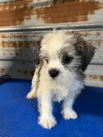 Mo, a male Shorkie for sale in Hattieville, AR – 1 of 7