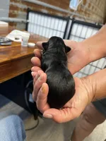 Boudreaux , a male Yorkshire Terrier for sale in Hattieville, AR – 2 of 2