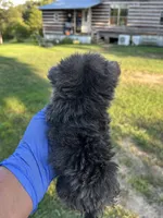 Romeo, a male Chorkie for sale in Hattieville, AR – 2 of 9