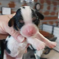 Dottie, a female Cavalier King Charles Spaniel for sale in Hattieville, AR – Photo 1 of 2