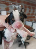 Dottie, a female Cavalier King Charles Spaniel for sale in Hattieville, AR – Photo 1 of 2