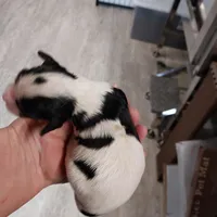 Dottie, a female Cavalier King Charles Spaniel for sale in Hattieville, AR – Photo 2 of 2