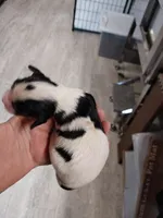 Dottie, a female Cavalier King Charles Spaniel for sale in Hattieville, AR – Photo 2 of 2