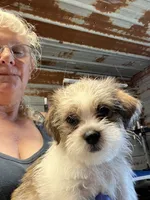Larry, a male Shorkie for sale in Hattieville, AR – 3 of 9