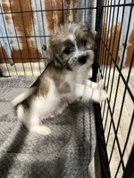 Curly, a male Shorkie for sale in Hattieville, AR – 1 of 9