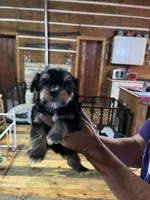 Jobe, a male Yorkshire Terrier for sale in Hattieville, AR – 2 of 2