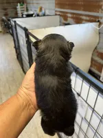 Mitsy, a female Yorkipoo and Maltese for sale in Hattieville, AR – 2 of 3