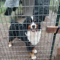 Kelly, a female Bernese Mountain Dog for sale in Hattieville, AR – Photo 3 of 3