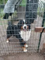 Kelly, a female Bernese Mountain Dog for sale in Hattieville, AR – Photo 3 of 3