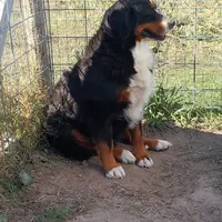Kelly, a female Bernese Mountain Dog for sale in Hattieville, AR – Photo 1 of 3