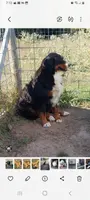 Kelly, a female Bernese Mountain Dog for sale in Hattieville, AR – Photo 1 of 3