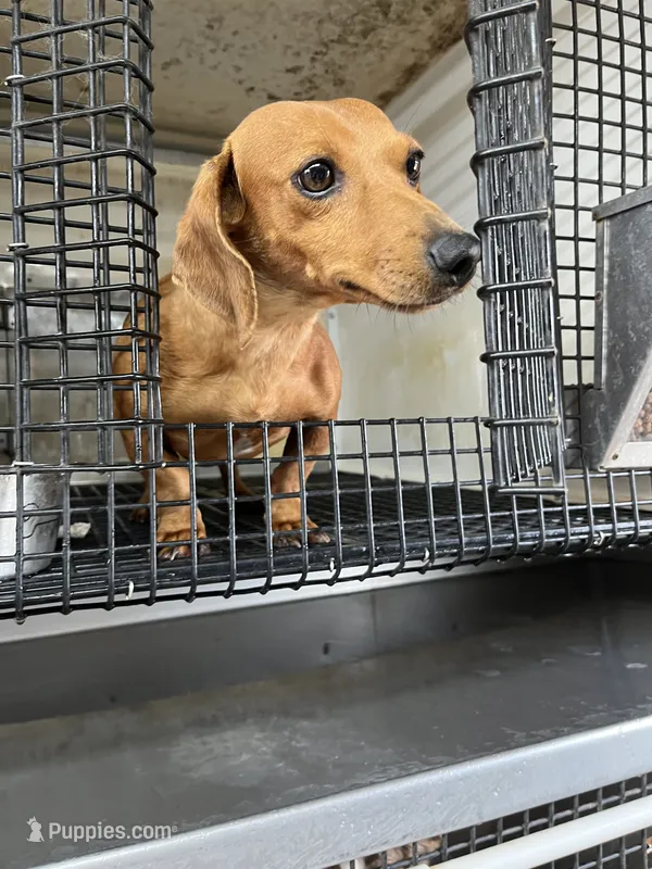Luke – Miniature Dachshund puppy for sale in Hattieville, AR
