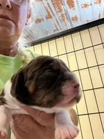 Benji, a male Cocker Spaniel for sale in Hattieville, AR – 2 of 4