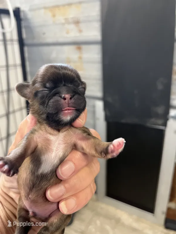 Sam – Shih Tzu puppy for sale in Hattieville, AR