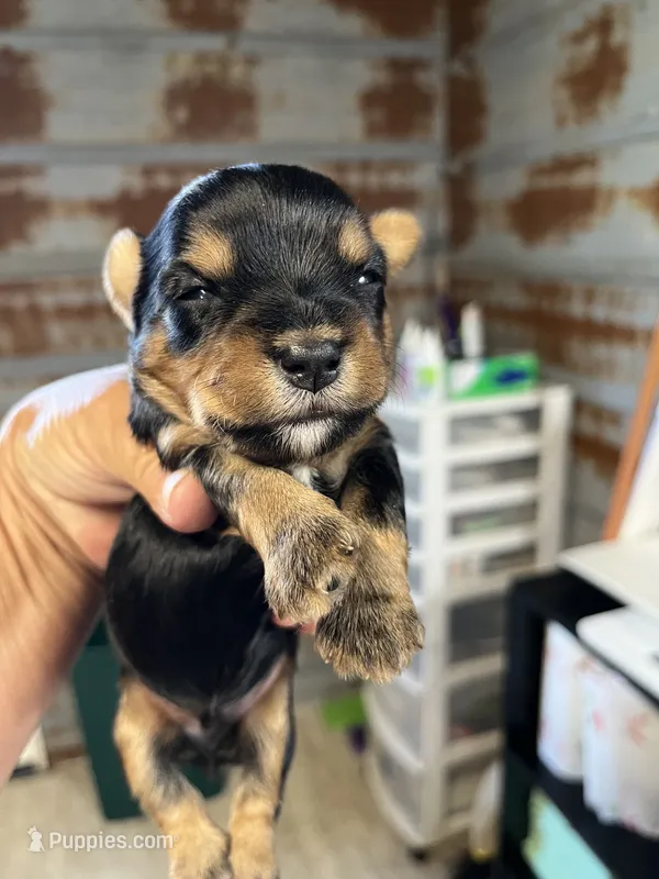 Barney – Yorkshire Terrier puppy for sale in Hattieville, AR