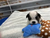 Mo, a male Shorkie for sale in Hattieville, AR – 5 of 5