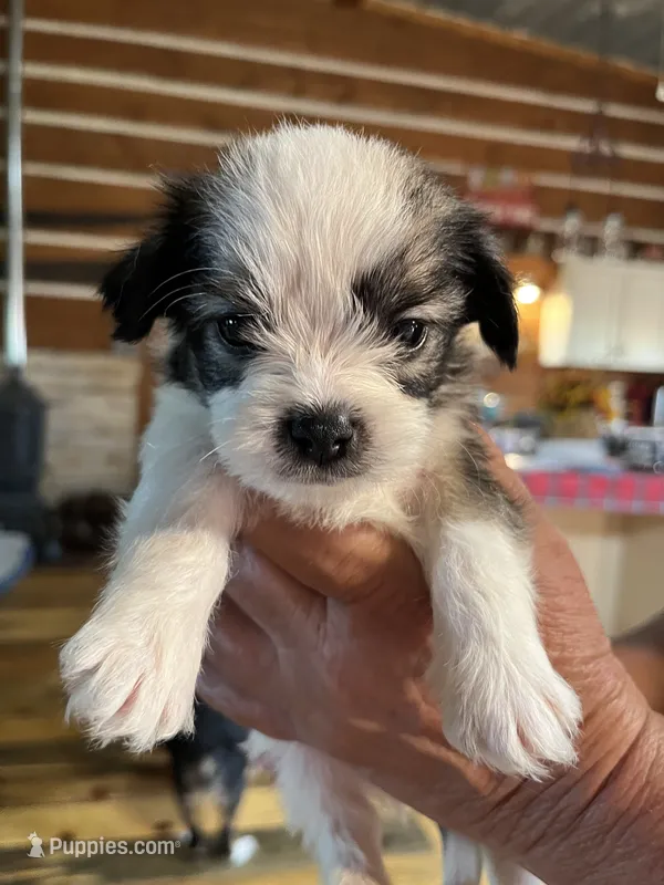 Mo – Shorkie puppy for sale in Hattieville, AR
