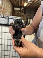 Bobby, a male Chorkie for sale in Hattieville, AR – 1 of 2