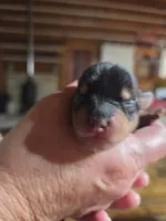 Blake, a male Yorkshire Terrier for sale in Hattieville, AR – Photo 4 of 5