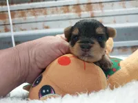 Blake, a male Yorkshire Terrier for sale in Hattieville, AR – Photo 1 of 5