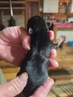 Blake, a male Yorkshire Terrier for sale in Hattieville, AR – Photo 5 of 5