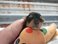 Blake, a male Yorkshire Terrier for sale in Hattieville, AR – Photo 2 of 5