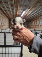 Timmy, a male Yorkshire Terrier for sale in Hattieville, AR – Photo 1 of 6