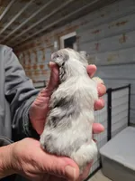 Timmy, a male Yorkshire Terrier for sale in Hattieville, AR – Photo 2 of 6