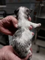 Timmy, a male Yorkshire Terrier for sale in Hattieville, AR – Photo 4 of 6