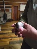 Timmy, a male Yorkshire Terrier for sale in Hattieville, AR – Photo 5 of 6