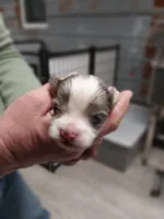 Timmy, a male Yorkshire Terrier for sale in Hattieville, AR – Photo 3 of 6