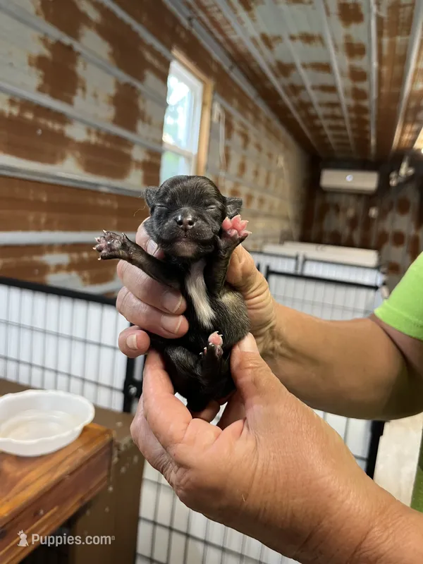 Jasmine – Pomeranian puppy for sale in Hattieville, AR