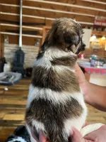 Curly, a male Shorkie for sale in Hattieville, AR – 5 of 10