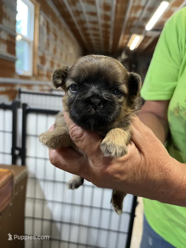 Dolly  – Shih Tzu puppy for sale in Hattieville, AR