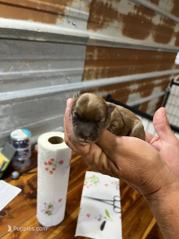 Betty – Yorkshire Terrier puppy for sale in Hattieville, AR