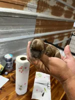Betty, a female Yorkshire Terrier for sale in Hattieville, AR – 1 of 2