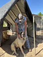 Jethro, a male English Mastiff for sale in Hattieville, AR – 3 of 5