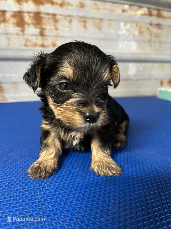 Barney – Yorkshire Terrier puppy for sale in Hattieville, AR