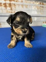 Barney, a male Yorkshire Terrier for sale in Hattieville, AR – 3 of 8