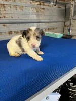 Archie, a male Yorkshire Terrier for sale in Hattieville, AR – 5 of 9