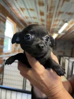 Reba, a female Chihuahua for sale in Hattieville, AR – 2 of 8