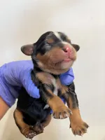 Vanna, a female Cavalier King Charles Spaniel for sale in Hattieville, AR – 4 of 5