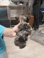 Bethany, a female Yorkshire Terrier for sale in Hattieville, AR – Photo 7 of 7