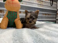 Bethany, a female Yorkshire Terrier for sale in Hattieville, AR – Photo 4 of 7