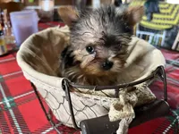 Bethany, a female Yorkshire Terrier for sale in Hattieville, AR – Photo 3 of 7