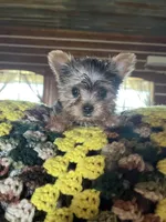 Bethany, a female Yorkshire Terrier for sale in Hattieville, AR – Photo 2 of 7